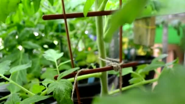 庭の緑の植物 — ストック動画
