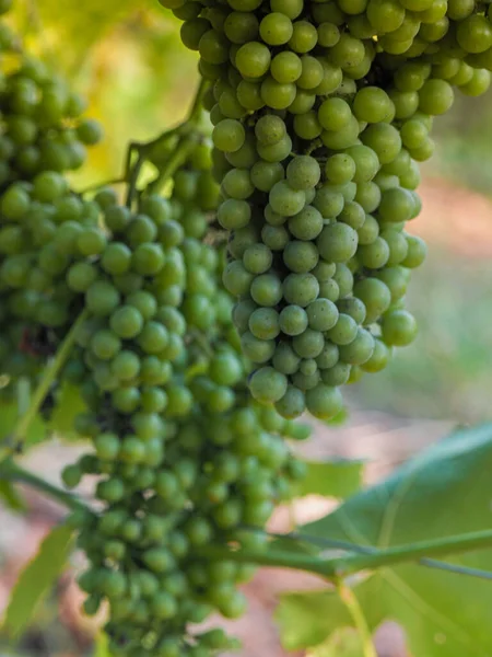 Tiro Vertical Amadurecer Uvas Uma Vinha — Fotografia de Stock