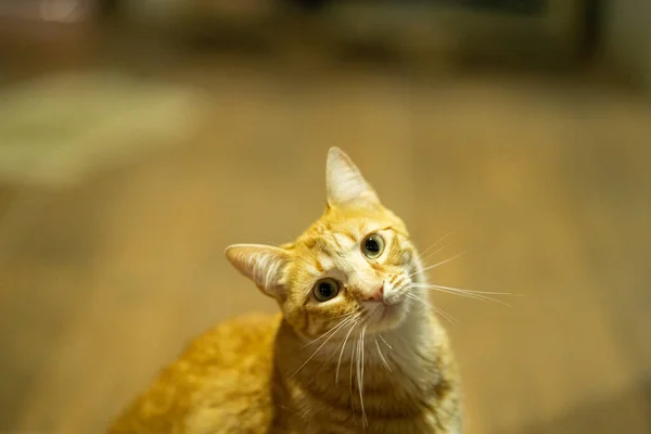 Μια Χαριτωμένη Κοκκινομάλλα Γάτα Ένα Γέρικο Κεφάλι Θολή Φόντο — Φωτογραφία Αρχείου