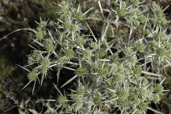 Eryngium Campestre植物の成長のクローズアップショット — ストック写真