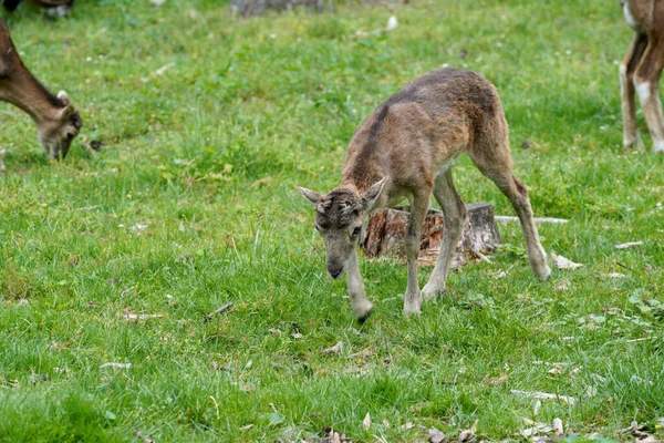 Een Selectief Van Een Baby Mannetjeshert Een Veld — Stockfoto