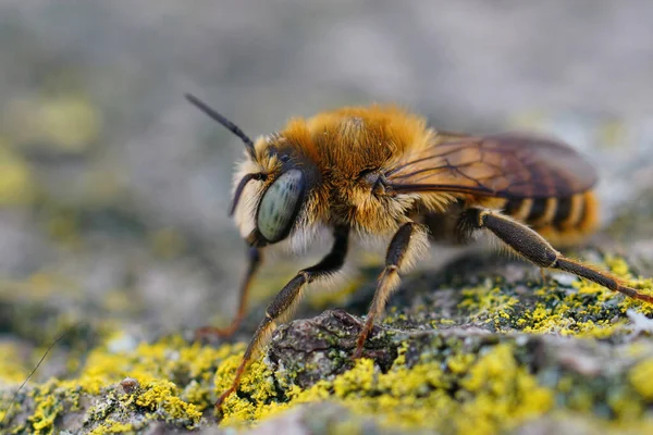Крупный План Бурого Волосатого Самца Средиземноморской Древесно Скучной Пчелы Lithurgus — стоковое фото