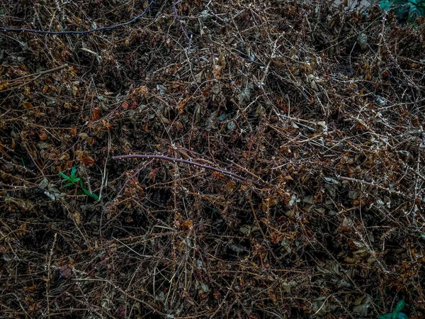 一帧干枯的自然植物和树叶的照片 其枝干为深色背景 — 图库照片
