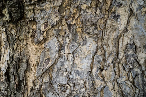 Gros Plan Une Texture Écorce Arbre — Photo