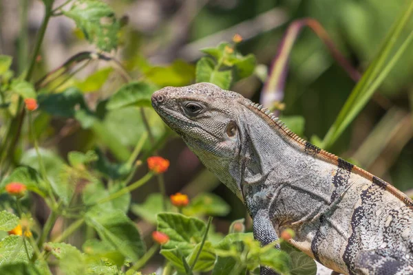 Gros Plan Iguane Queue Épineuse Ctenosaura Similis Parmi Les Fleurs — Photo