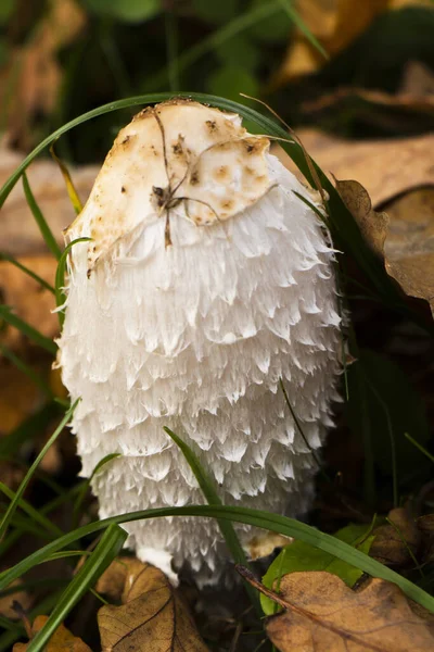 Vertical Shot White Dung Mushroom Growing Forest Ground — Stock Photo, Image