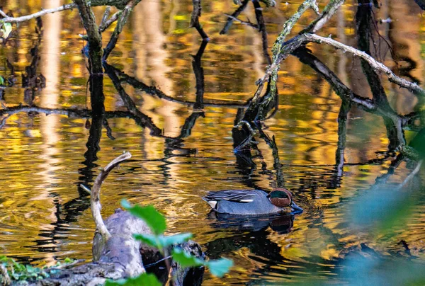 一只欧亚燕鸭在森林湖上游泳时的特写镜头 — 图库照片
