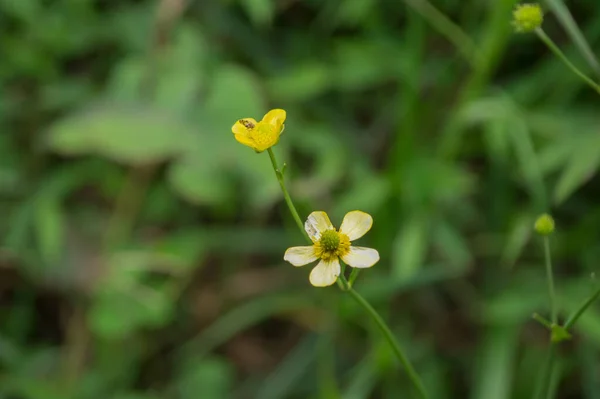 Närbild Bild Bild Små Gula Äng Smörblomma Blommor — Stockfoto