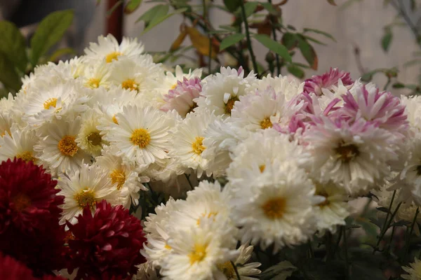 Płytki Fokus Zbliżenie Ujęcie Białych Kwiatów Nagietka Świetle Dziennym — Zdjęcie stockowe