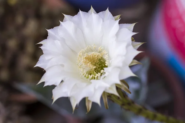 Zbliżenie Ujęcie Pełni Kwitnącego Białego Kaktusa Kwiat Rozmytym Tle — Zdjęcie stockowe