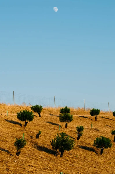 Vertical Shot Trees Hill Sunlight — Stock Photo, Image