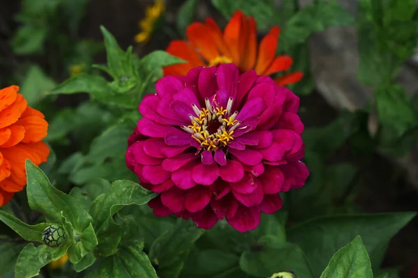 Ένα Κοντινό Πλάνο Από Ένα Φυσικό Πορφυρό Λουλούδι Ζίννια Ένα — Φωτογραφία Αρχείου
