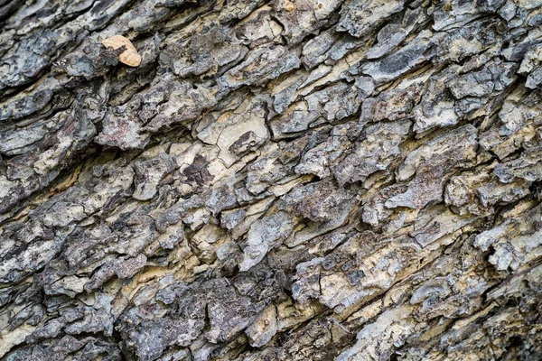 Een Close Shot Van Een Boom Dop Textuur — Stockfoto