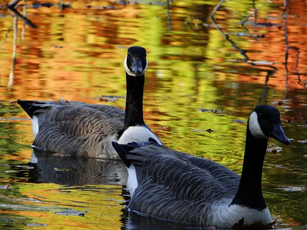 Shot White Czar Ducks Swimming Water Autumn Trees Reflection — Stock Photo, Image