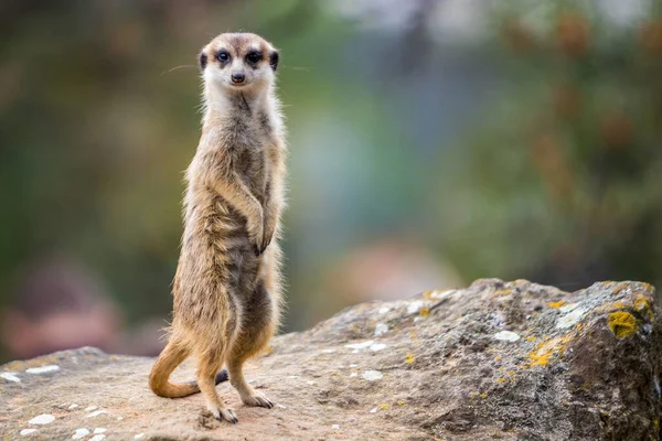 Egy Közeli Felvétel Egy Meerkat Ről Kövön — Stock Fotó