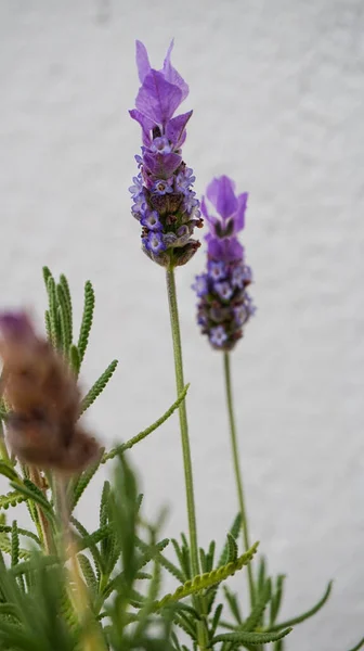 Ett Vertikalt Selektivt Fokus Fransk Lavendel Inomhus — Stockfoto
