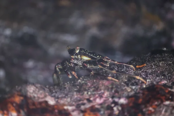 Een Selectieve Focus Shot Van Een Krab Kruipend Een Rots — Stockfoto