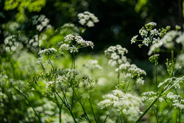 草场上盛开的美丽的野胡萝卜白色花朵 — 图库照片