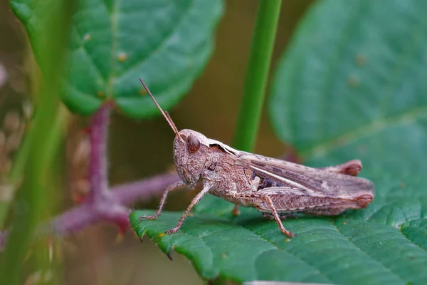 Primer Plano Saltamontes Campo Común Sentado Una Hoja — Foto de Stock