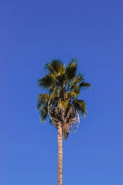 Colpo Verticale Una Palma Ammiratrice Contro Cielo Azzurro Chiaro — Foto Stock