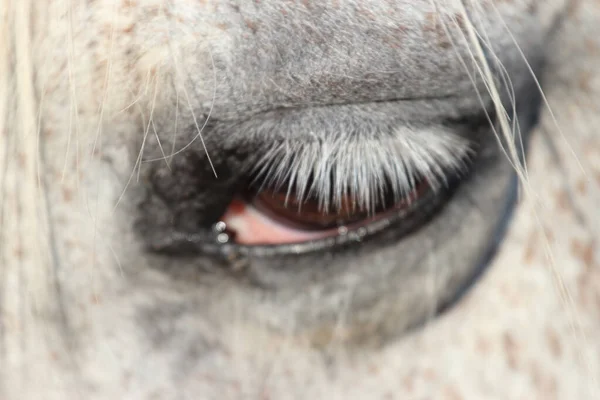 Een Close Shot Van Een Paard Half Gesloten Oog — Stockfoto