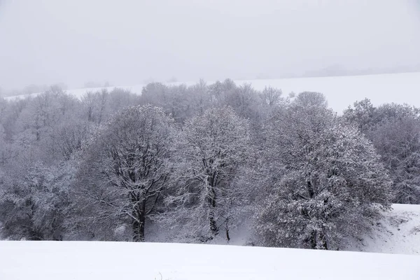 Μια Ανατριχιαστική Θέα Των Καλυμμένων Χιόνι Δέντρων Κατά Διάρκεια Χιονοπτώσεων — Φωτογραφία Αρχείου