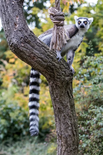 Vertikal Bild Lemur Trädgrenen — Stockfoto