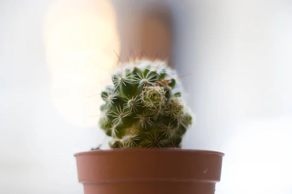 Een Close Shot Van Een Cactus Een Pot Met Wazige — Stockfoto