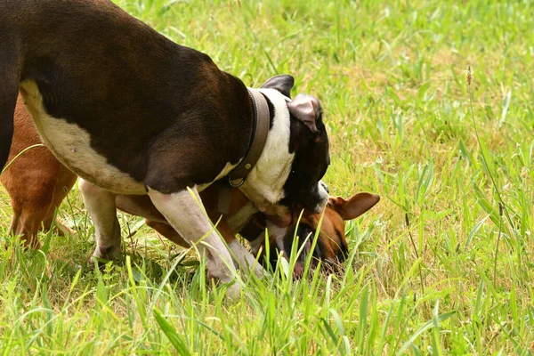 Två Amerikanska Staffordshire Terrier Hundarna Leker Tillsammans — Stockfoto