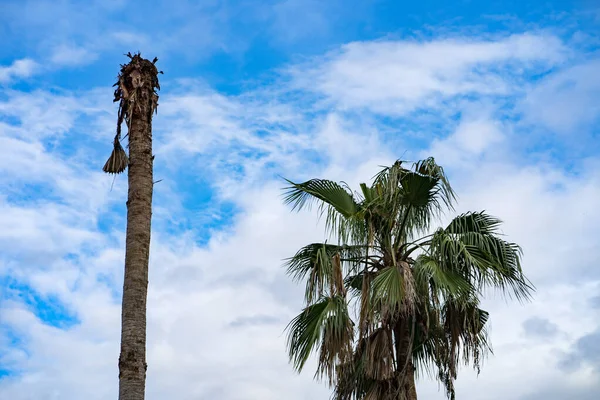 Dead Palm Tree Cloudy Sky — Stock Photo, Image