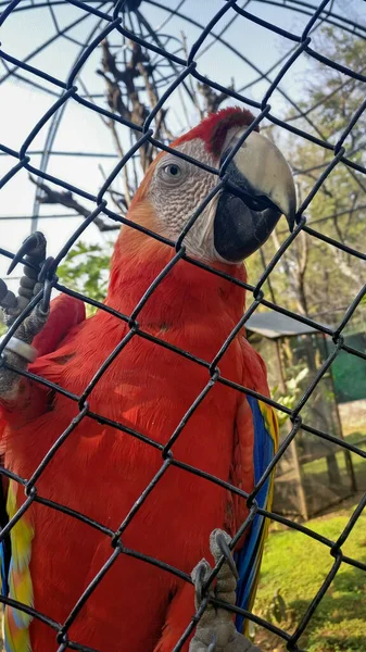 Vertikal Bild Scharlakansrött Macaw Bakom Staketet — Stockfoto