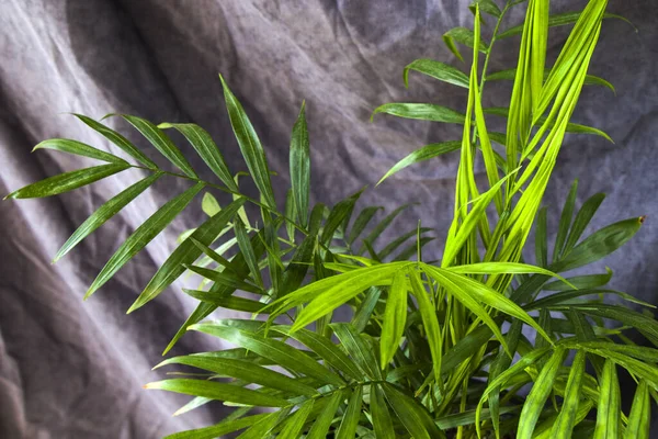 실내에 야자수 Cisalidocarpus Lutescens Areca Closeup — 스톡 사진