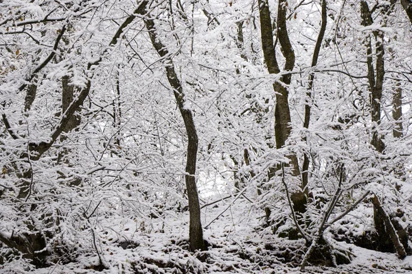 Árvores Cobertas Neve Galhos Floresta Durante Inverno Geórgia — Fotografia de Stock