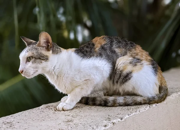 Dışarıdaki Sevimli Bir Kedinin Yakın Plan Fotoğrafı — Stok fotoğraf