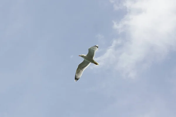 Mås Flyger Skyn Solig Dag — Stockfoto