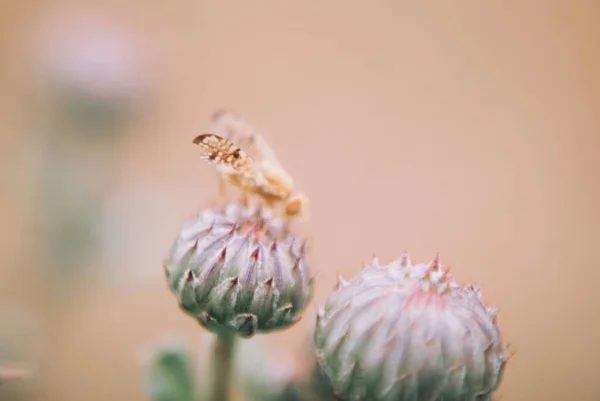 Selective Focus Shot Insect Thistle — Stock Photo, Image