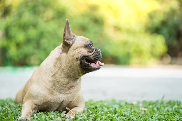 Egy Közeli Kép Egy Aranyos Barna Francia Bulldog Feküdt Füvön — Stock Fotó