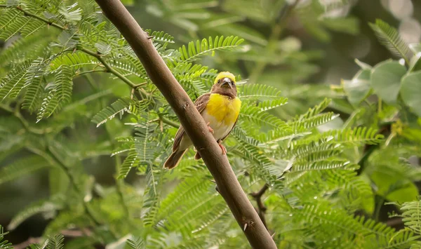 Zbliżenie Ujęcie Południowego Zamaskowanego Tkacza Ptaszka Siedzącego Gałęzi Drzewa — Zdjęcie stockowe