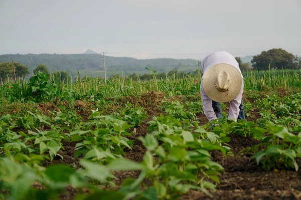 Його Плантації Мексиці Знімок Латиноамериканського Фермера — стокове фото