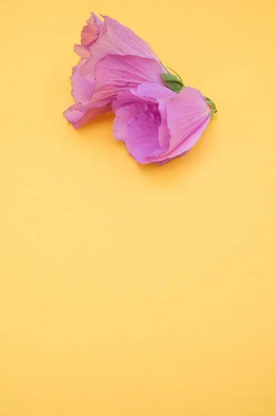 Ένα Κοντινό Πλάνο Δύο Βελούδινων Τριαντάφυλλων Ένα Κίτρινο Απομονωμένο Φόντο — Φωτογραφία Αρχείου
