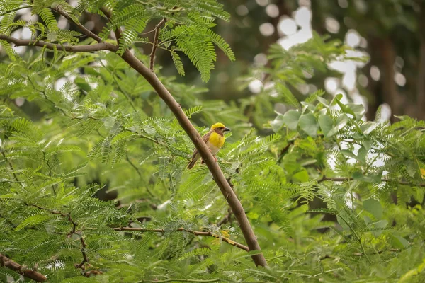 Een Selectieve Focus Shot Van Gele Baya Wevervogel Neergestreken Boomtak — Stockfoto