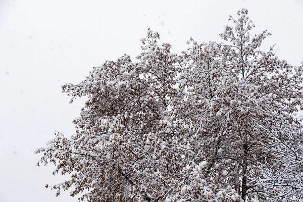 Una Vista Escalofriante Árboles Cubiertos Nieve Durante Una Nevada Georgia —  Fotos de Stock