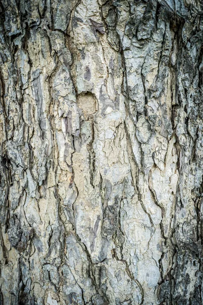 Vertikální Záběr Textury Kůry Stromu — Stock fotografie