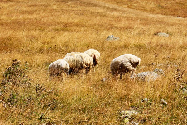 목장에서 양들의 — 스톡 사진