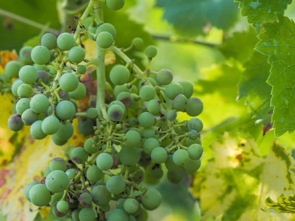 Tiro Seletivo Foco Amadurecer Uvas Uma Vinha — Fotografia de Stock