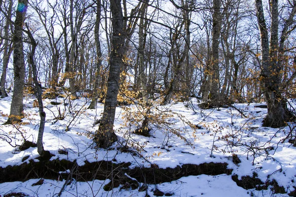 Холодный Вид Зимний Лес Грузии — стоковое фото