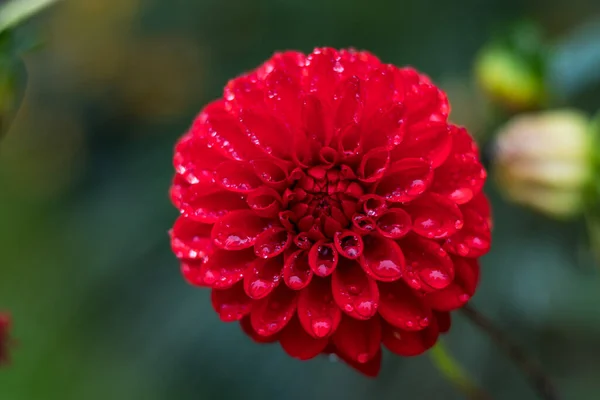 赤いダリアの花のクローズアップショット — ストック写真
