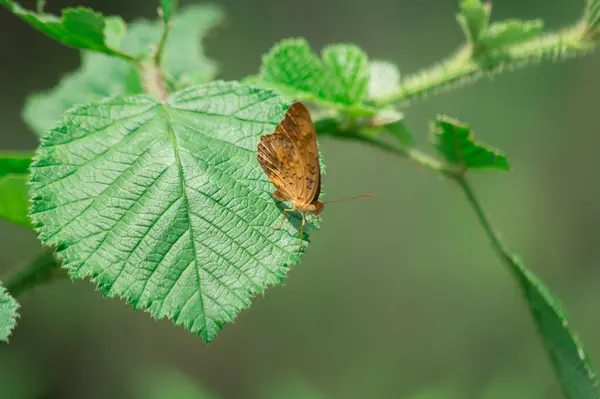 Egy Közeli Kép Egy Barna Pillangóról Egy Zöld Levélen — Stock Fotó