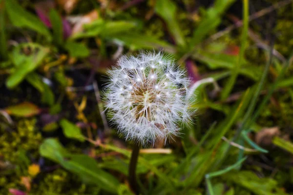 Eine Selektive Fokusaufnahme Der Blühenden Löwenzahnblüte Auf Der Wiese — Stockfoto