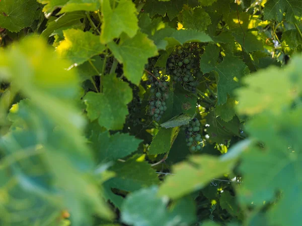 Selective Focus Shot Ripening Grapes Vineyard — Stock Photo, Image